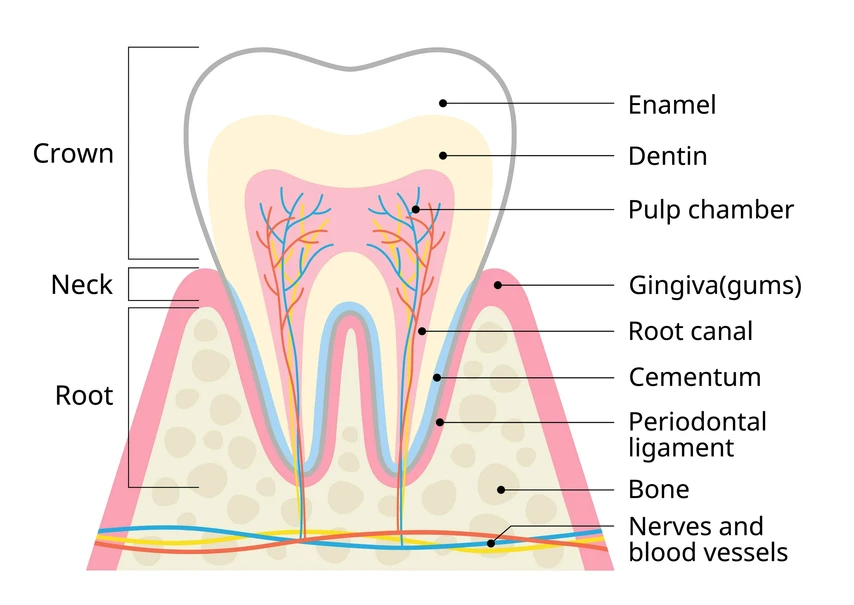 tooth structure